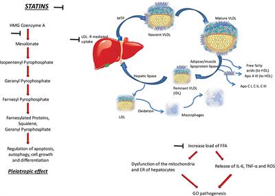 Cholesterol Serum Levels and Use of Statins in Graves' Orbitopathy: A New Starting Point for the Therapy